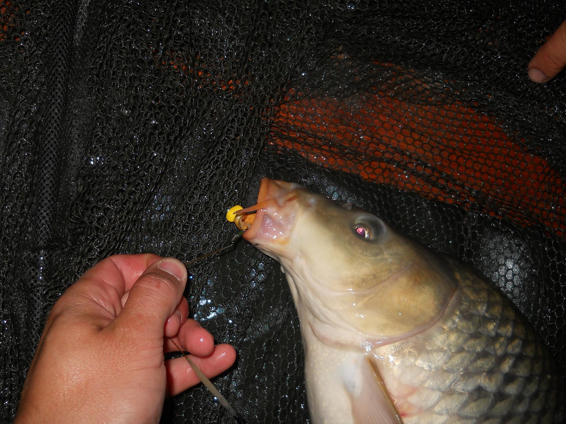 Pleasa 2012 - dscn1050.JPG